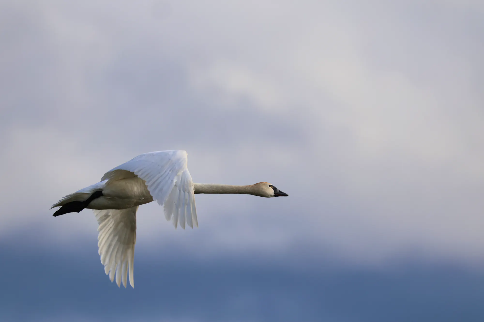 Seven Swans a-Swimming through Izembek Lagoon | Defenders of Wildlife